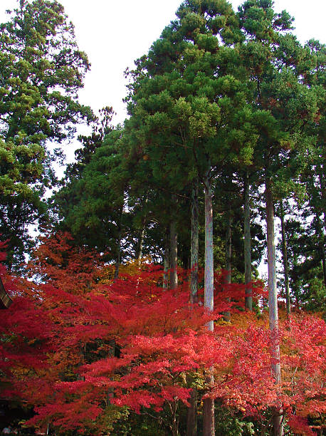 光洋 - guāng yáng