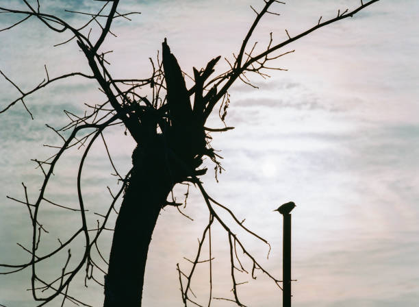 剪影 - jiǎn yǐng