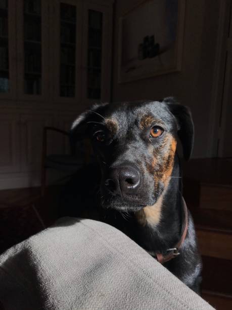 建绒 - jiàn róng