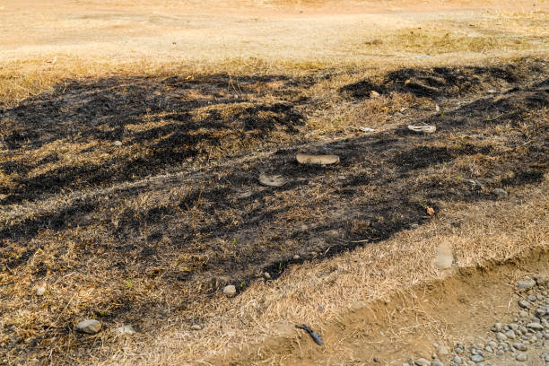 烧荒 - shāo huāng