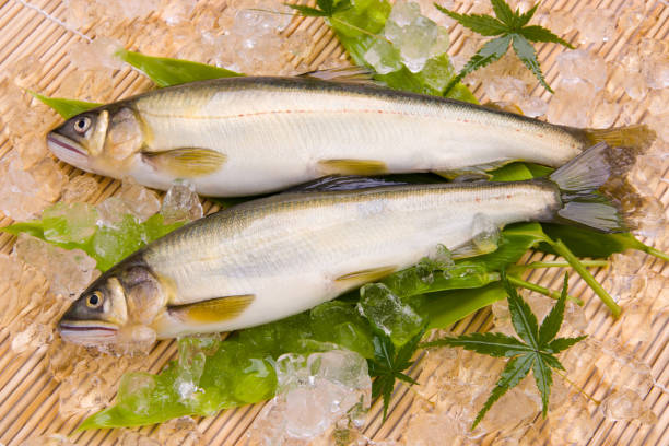 灵宪 - líng xiàn