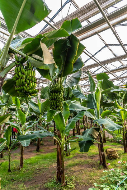 香蕉 - xiāng jiāo