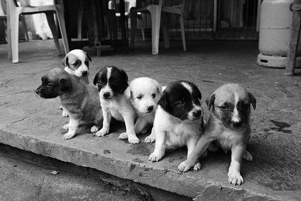 小犬 - xiǎo quǎn