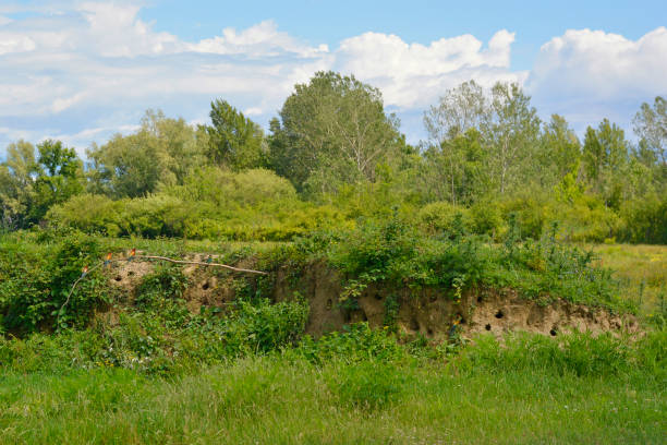 生境 - shēng jìng