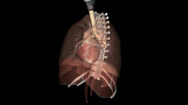 心胸 - xīn xiōng