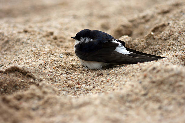 沉湎 - chén miǎn