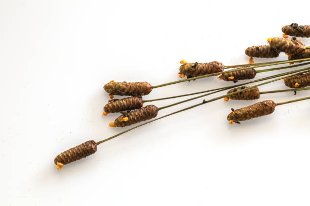 声门 - shēng mén