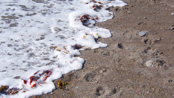 春潮 - chūn cháo