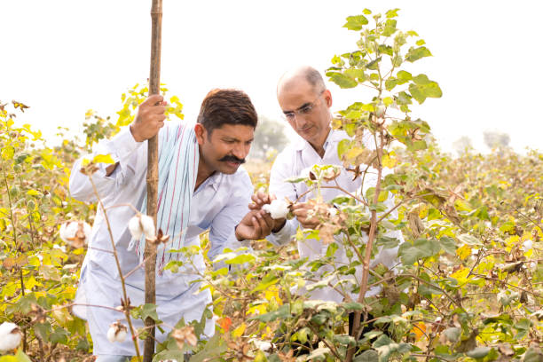 棉农 - mián nóng