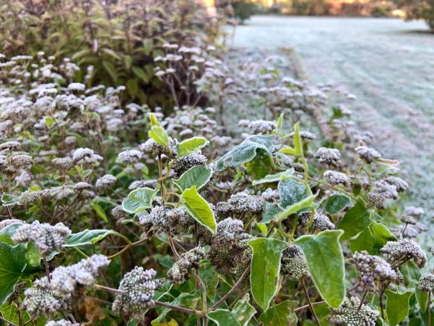 早霜 - zǎo shuāng