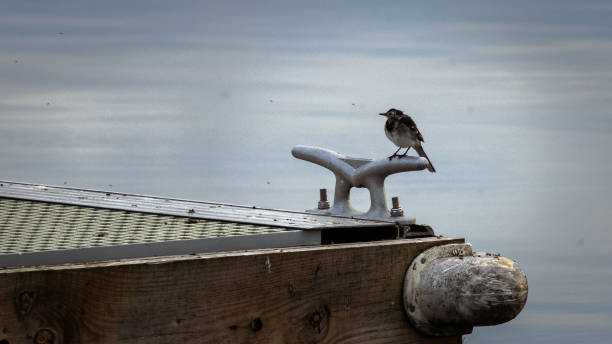 先声 - xiān shēng