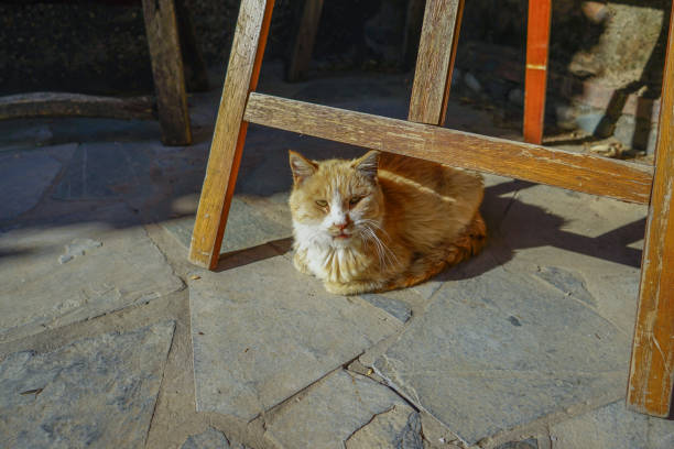 流量 - liú liàng