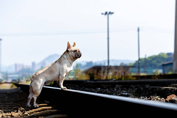 早上 - zǎo shàng