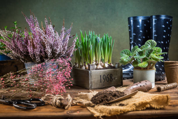 春种 - chūn zhòng