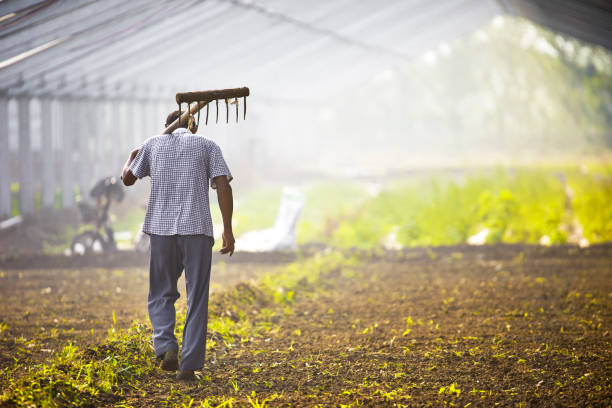 小农 - xiǎo nóng