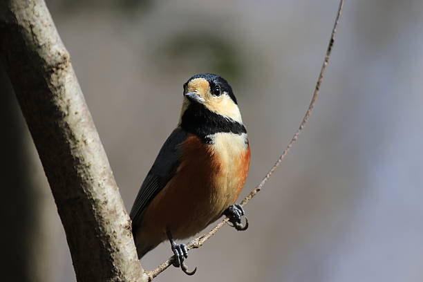 垂成 - chuí chéng