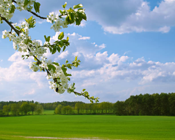 春景 - chūn jǐng