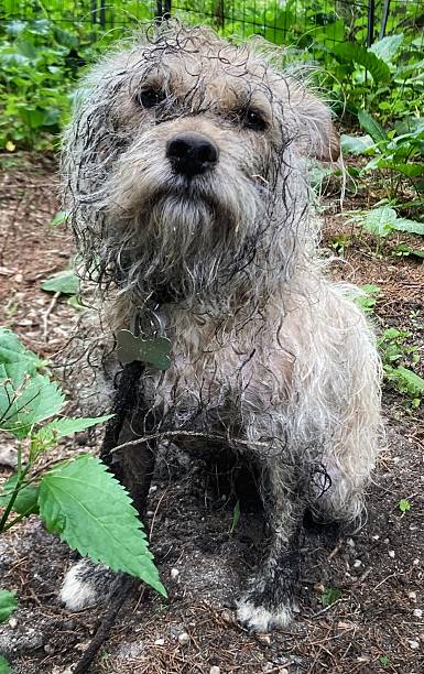 生霉 - shēng méi