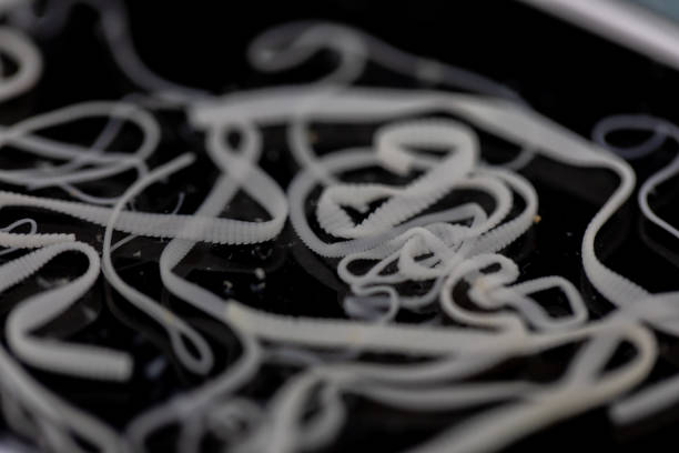 绦虫 - tāo chóng