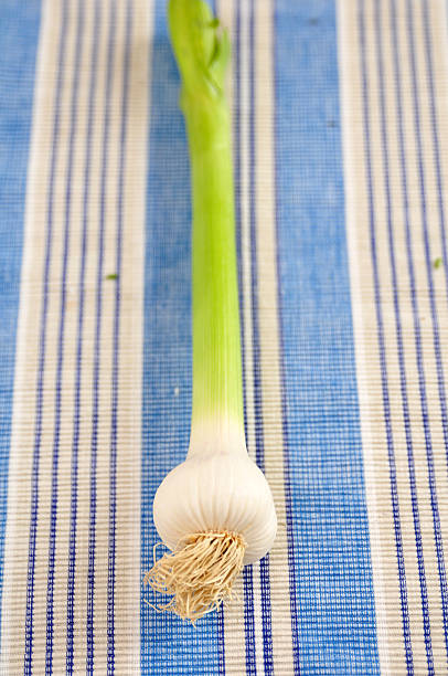 青蒜 - qīng suàn