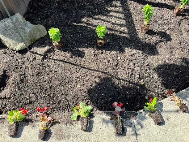 种植 - zhòng zhí