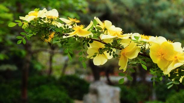 清涟 - qīng lián