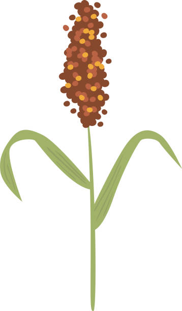 膏粱 - gāo liáng