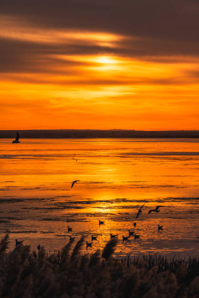 曙光 - shǔ guāng