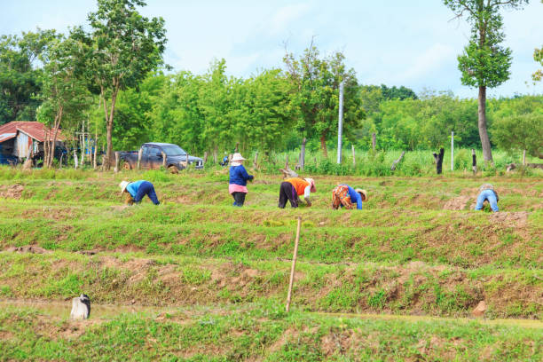 农忙 - nóng máng