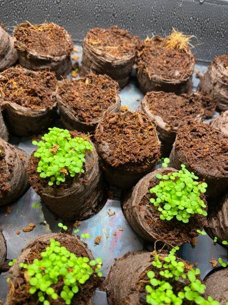 增长 - zēng zhǎng