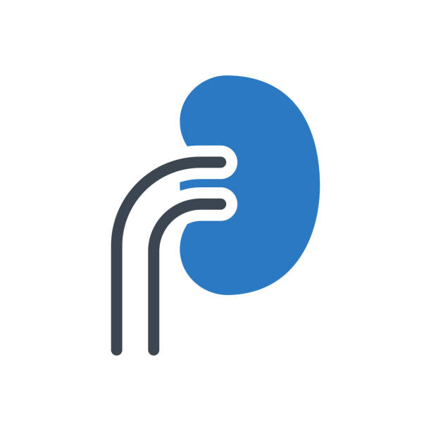 肾脏 - shèn zàng