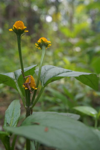 丛山 - cóng shān