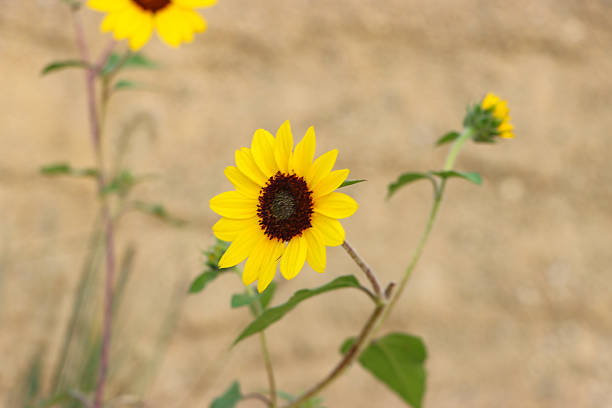 盛开 - shèng kāi