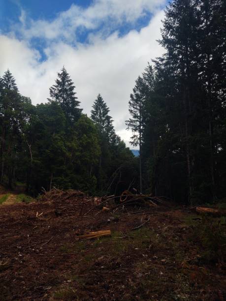 清赏 - qīng shǎng