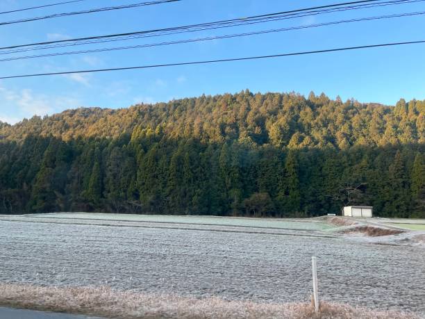 乱真 - luàn zhēn