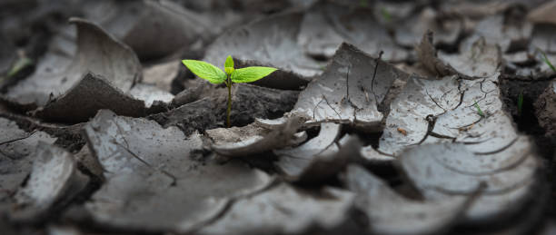 求生 - qiú shēng