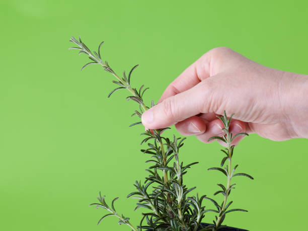 芳香 - fāng xiāng