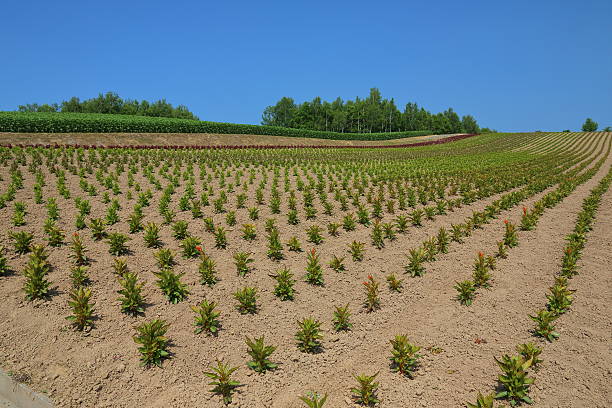 深耕 - shēn gēng