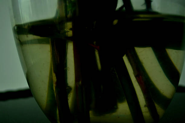 冲淡 - chōng dàn