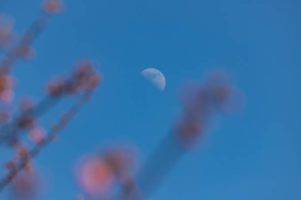 月中 - yuè zhōng