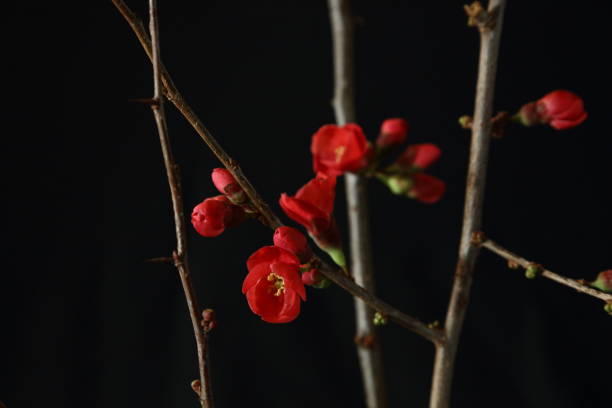 小春 - xiǎo chūn