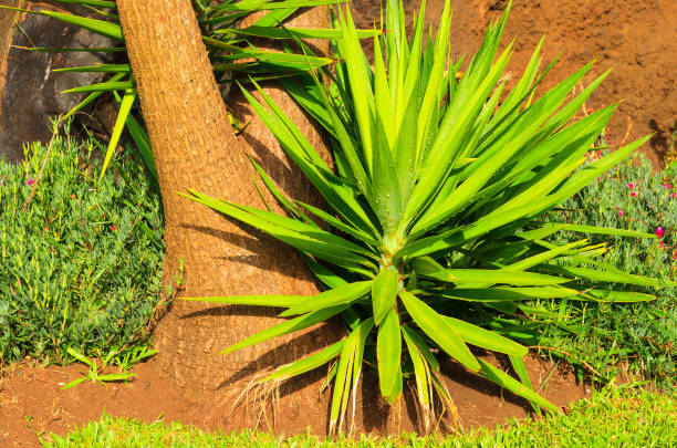 幽香 - yōu xiāng