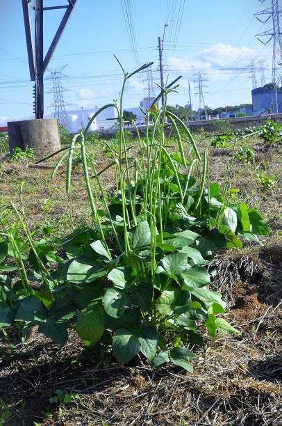 豇豆 - jiāng dòu