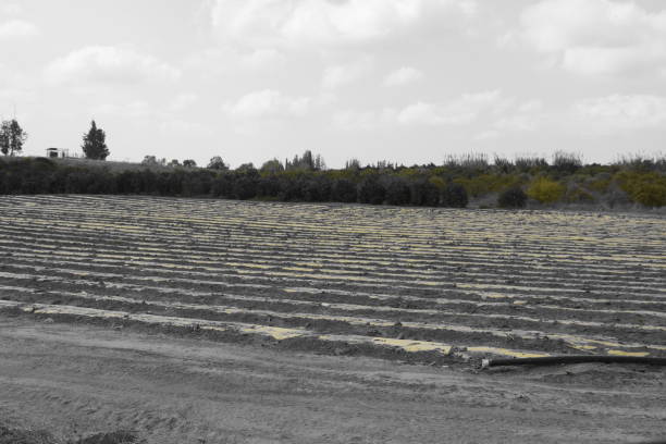 公顷 - gōng qǐng