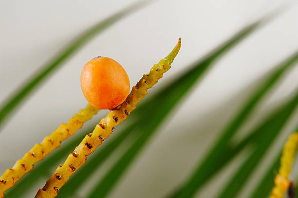 桄榔 - guāng láng