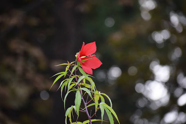 雄蕊 - xióng ruǐ